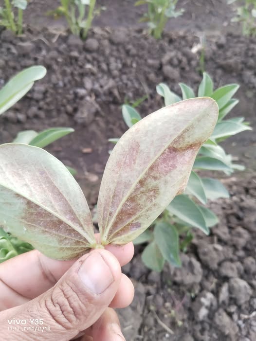 ايه المرض والرش